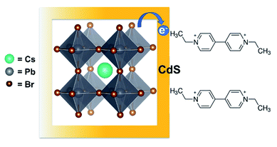 CsPbBr<sub>3</sub>–CdS heterostructure: stabilizing perovskite nanocrystals for photocatalysis
